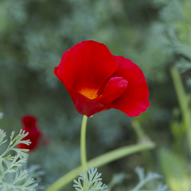 schscholzia